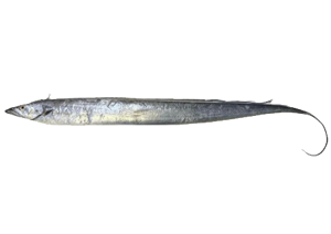 Tarui Fish JMG