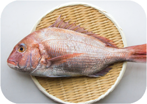 Tarui Fish JMG